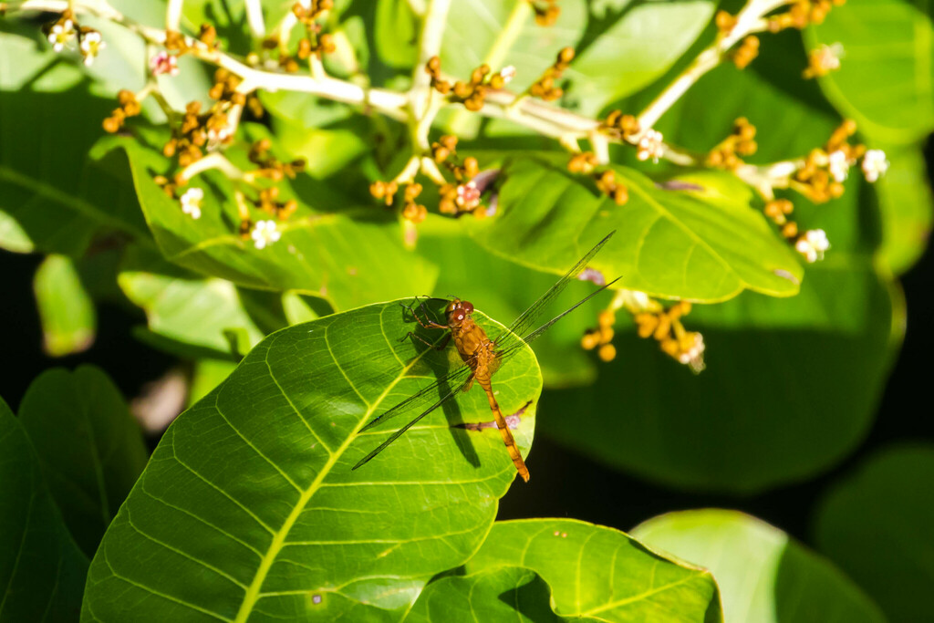 Erythemis carmelita
