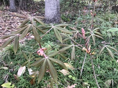 Aesculus pavia