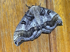 Arsenurinae