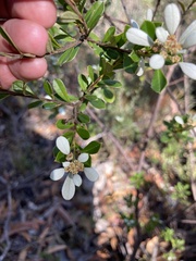 Spyridium spathulatum