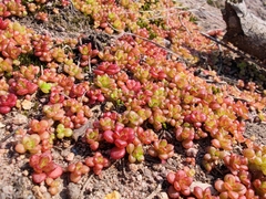 Sedum alfredii