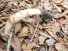 Phallus ravenelii