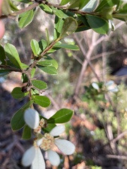 Spyridium spathulatum