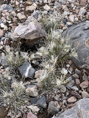 Dasyochloa pulchella