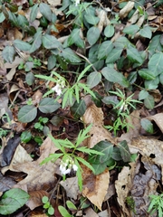 Cardamine concatenata