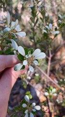 Spyridium spathulatum