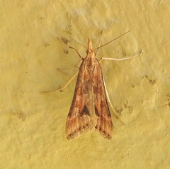 Diasemia monostigma