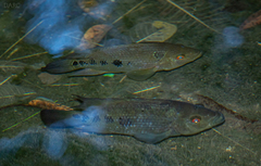 Amphilophus trimaculatus