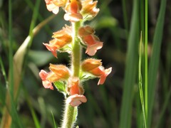 Sinningia allagophylla