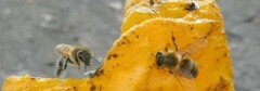 Apis mellifera