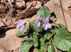 Viola japonica
