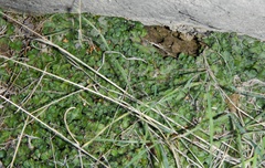 Marchantia polymorpha