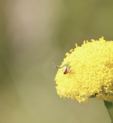 Australomisidia rosea