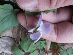 Viola japonica