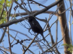 Cyanoloxia cyanoides