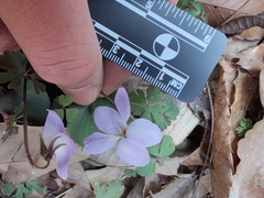 Viola japonica