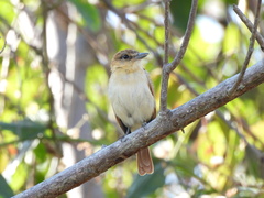 Pachyramphus cinnamomeus