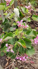 Pelargonium cordifolium