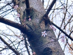 Prunus discoidea