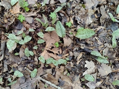 Erythronium americanum