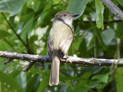 Myiarchus tuberculifer