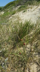 Ehrharta villosa
