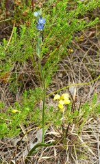 Thelymitra improcera