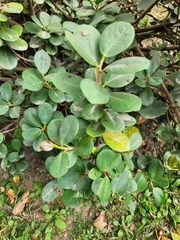 Ficus microcarpa latifolia