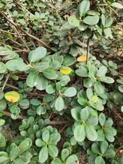 Ficus microcarpa latifolia