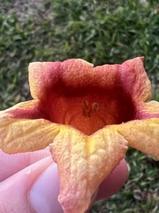Bignonia capreolata
