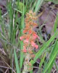 Sinningia allagophylla