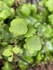 Cryptomitrium tenerum