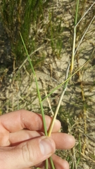 Ehrharta villosa