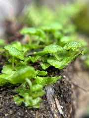 Cryptomitrium tenerum