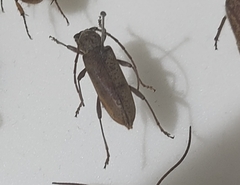 Brothylus gemmulatus