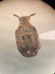 Penthobruchus germaini