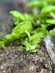 Cryptomitrium tenerum