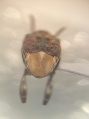 Penthobruchus germaini