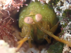 Neogonodactylus bredini