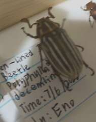 Polyphylla decemlineata