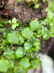 Cryptomitrium tenerum