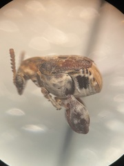 Penthobruchus germaini