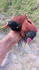 Jacana jacana