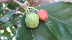 Malpighia glabra