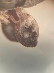 Penthobruchus germaini