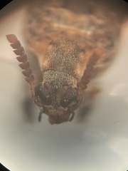 Penthobruchus germaini