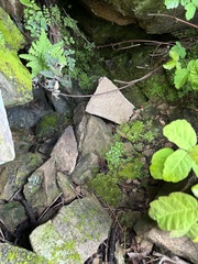 Cryptomitrium tenerum