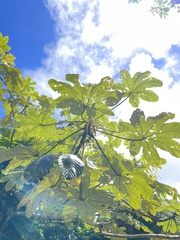 Cecropia schreberiana