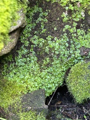 Cryptomitrium tenerum