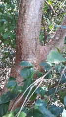 Malpighia glabra